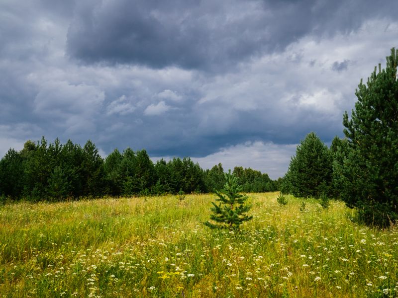 Underbrush Clearing in Marietta, GA
